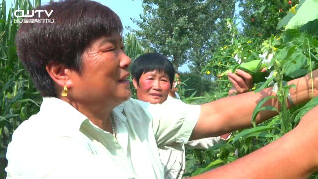 处暑时节品丝瓜 滋润解燥度金秋