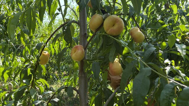 当年栽植、少量结果:2年生3公分中油蟠9号桃树的早熟特性