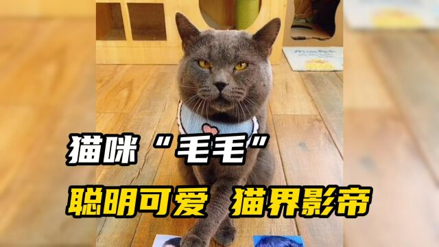 猫咪“毛毛”坐拥200万粉丝 网友:聪明可爱 猫界影帝