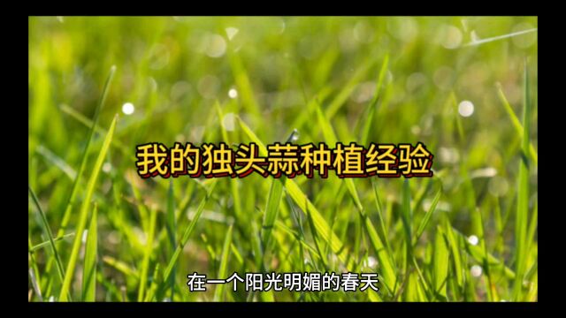 独头蒜是怎么种植的