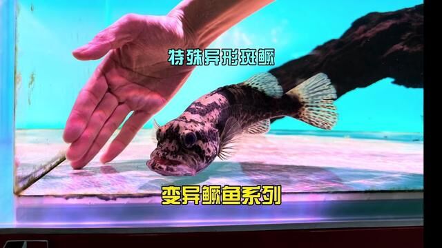 各种黄金鳜大家看腻了吧,今天来看一条法斗犬头型的异型斑鳜!感谢湖南邵阳的钓友提供资源#豆爸先生养鱼日记 #豆鱼路亚