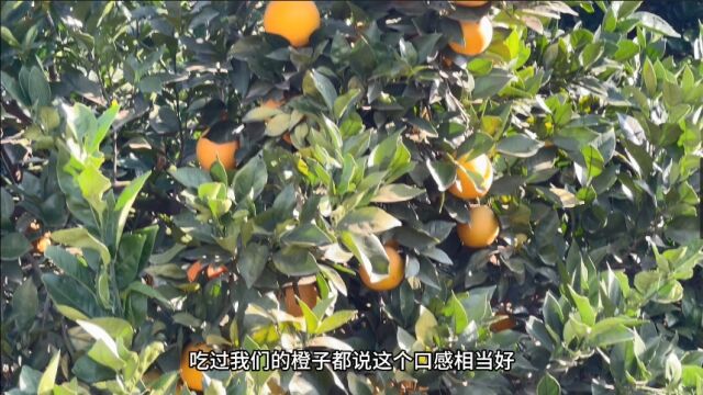 “橙”意满满!2023年茶陵石冲脐橙采摘节启动