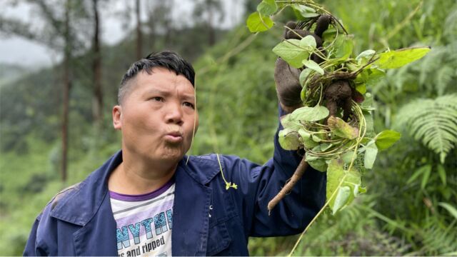 林哥荒山发现红藤地菜,又长出3条漂亮的根,太神奇啦