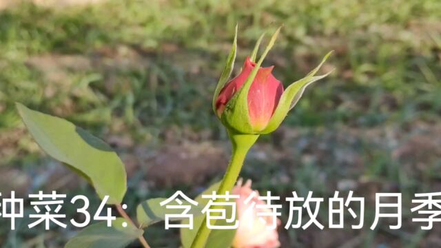 记种菜34:含苞待放的月季花