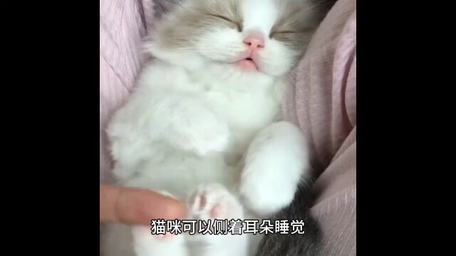 了解一下关于猫咪的一些冷知识