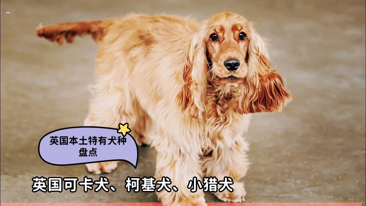 英国可卡犬图片价格图片