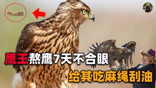 吉林鹰屯最后的鹰王:一只鹰熬七天不睡觉,给鹰吃麻绳控制体重_高清1080P在线观看平台_腾讯视频