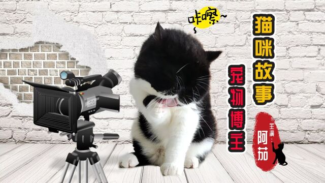 猫咪要当宠物博主,铲屎官快要被饿死