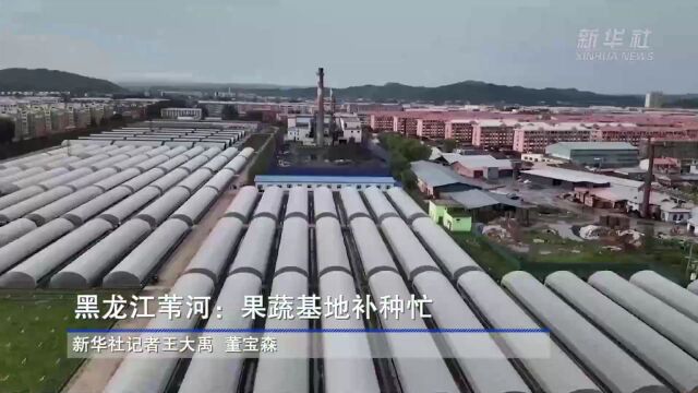 【媒体关注】新华社 | 黑龙江苇河:果蔬基地补种忙