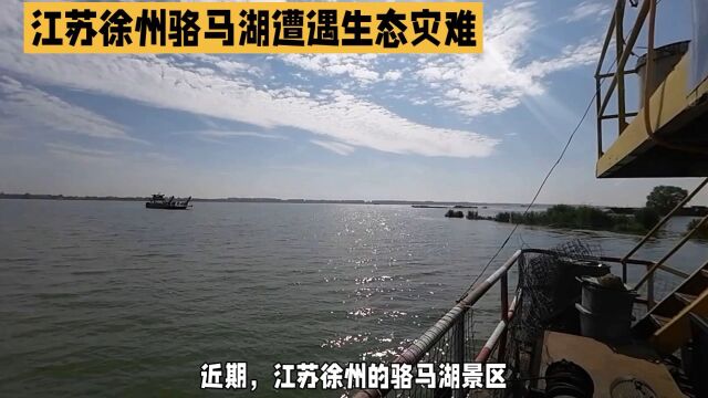 江苏骆马湖景区惊现绿色湖水,无头死鱼曝光