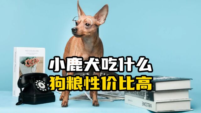 小鹿犬吃什么狗粮性价比高?