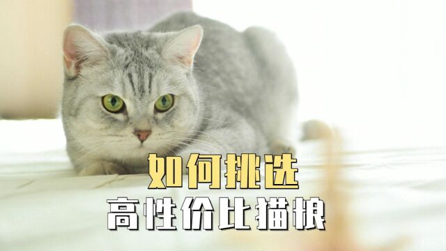 如何挑选高性价比猫粮?这些技巧你必须学会!