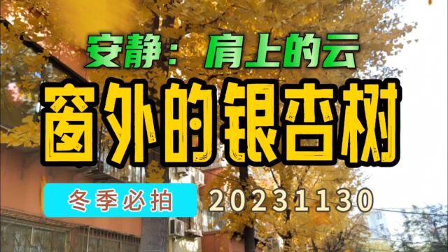 冬季必拍:窗外的银杏树1130,安静:肩上的云