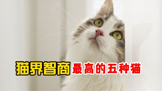 猫界智商最高的五种猫,你家猫上榜了吗?