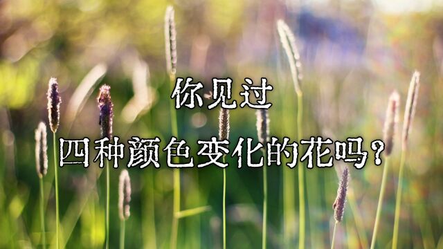 你见过四种颜色变化的花吗?