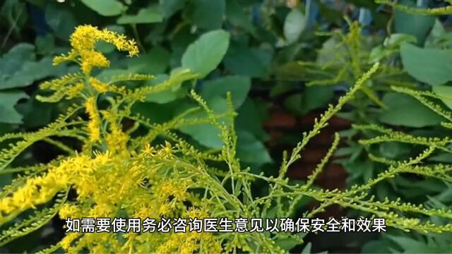 大戟植物的生长环境以及作用价值