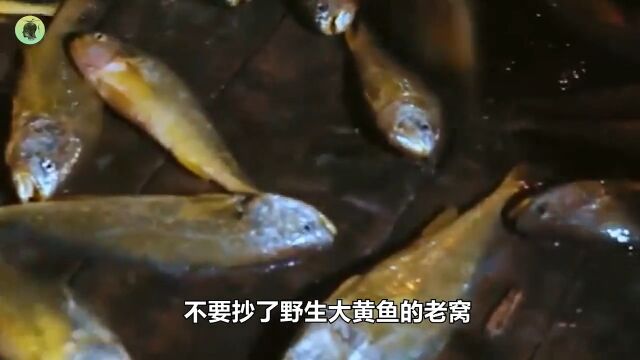 价比黄金的黄金鱼”,几十年前堆在路边没人要,如今千金难求大黄鱼野生海鲜 3