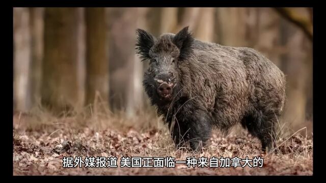 这么能跑,肉质一定不错.加拿大超级猪入侵美国