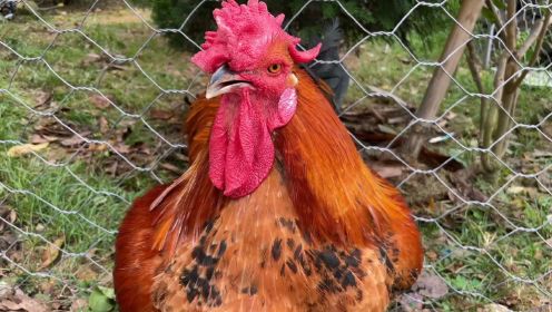 大公鸡的鸡冠歪得压眼睛，这大概就是杂交鸡种的劣质基因