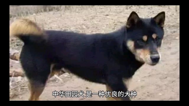 中华田园犬