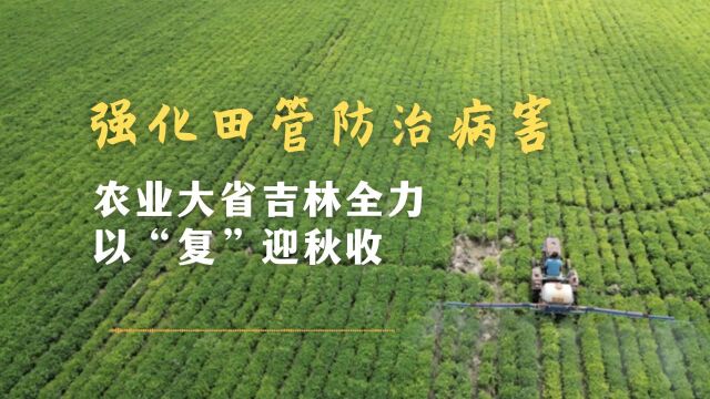 筑牢粮仓护安澜|强化田管防治病害 农业大省吉林全力以“复”迎秋收