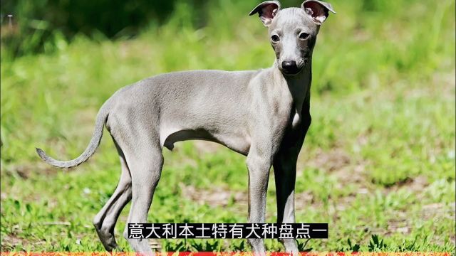 意大利本土特有犬种盘点(一)意大利灰狗、纽波利顿犬、卡斯罗