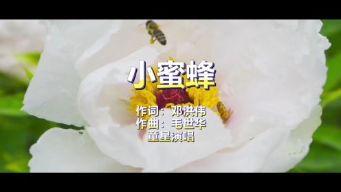 小蜜蜂（作词：邓洪伟  作曲：毛世华）