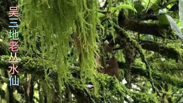 武夷山吴三地老枞水仙