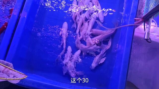 在广州观赏鱼市场,蝴蝶鲤才几块钱一条,水族店一样品相几十才有