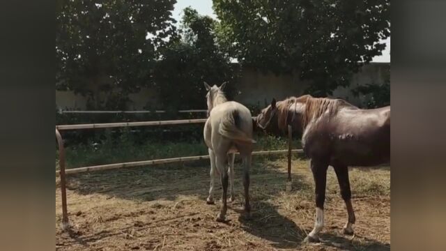 动物温馨的一幕