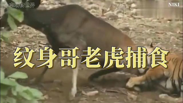 精彩片段动物世界纪录片野生动物百兽之王老虎捕食场面,水鹿痛苦呻吟!