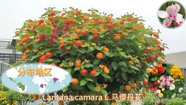 Lantana camara L.马缨丹花