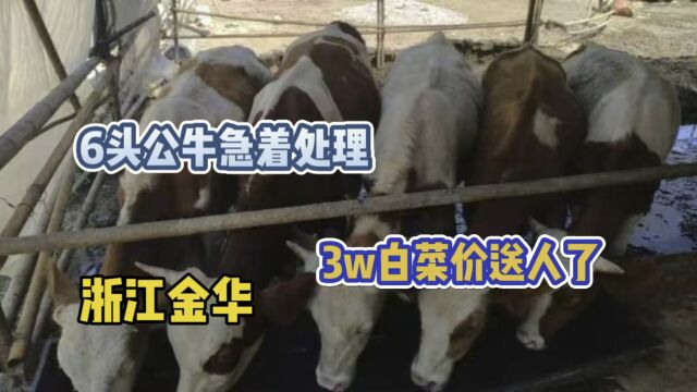 浙江金华还剩6头无家可归的牛犊,周边有没有谁给领回去