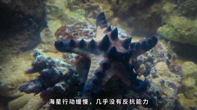 精神控制、预知天气,这些超乎想象的动物超能力,把人类都看懵了1