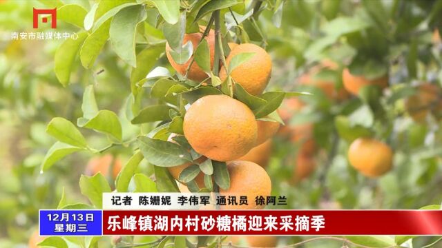 乐峰镇湖内村砂糖橘迎来采摘季