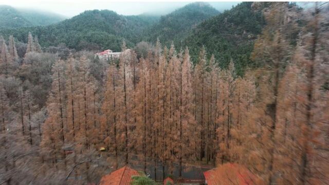 寒潮天里的冬日浪漫~让我们一起欣赏最新出炉的崂山雨凇景观吧!