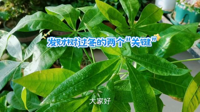 发财树过冬的“两个关键”,不黄叶不烂根