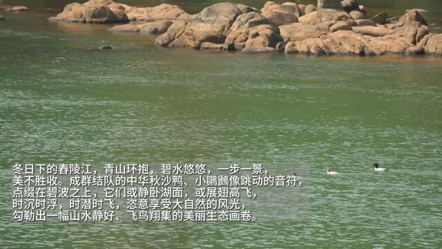 “鸟中大熊猫”中华秋沙鸭集体“做客”桂阳舂陵江