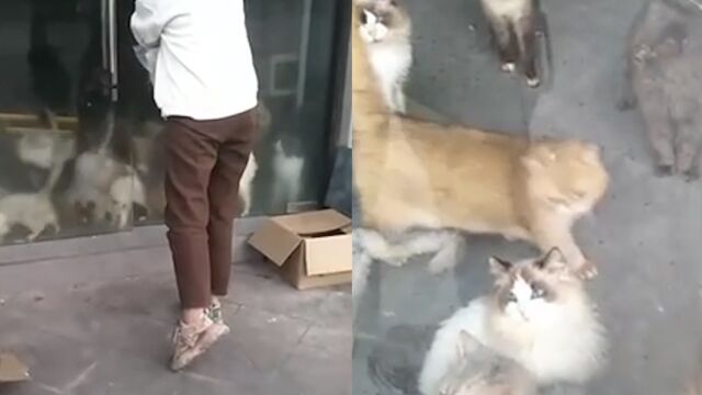 猫咖内20只猫饿到自相残杀?店主称系造谣将起诉:有喂粮有人清洁