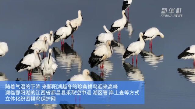 江西都昌:为鄱阳湖候鸟建设立体保护网