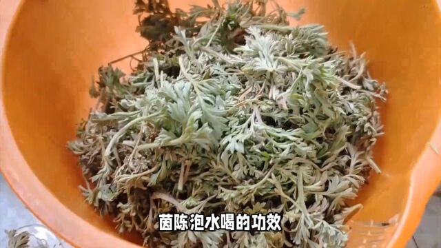 茵陈泡水喝有哪些功效?