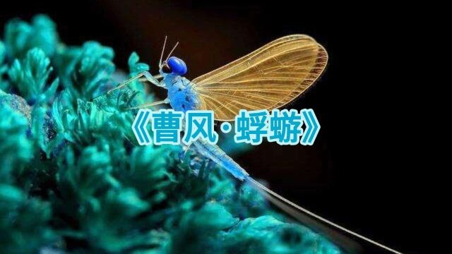 《曹风ⷮŠ蜉蝣》赏析