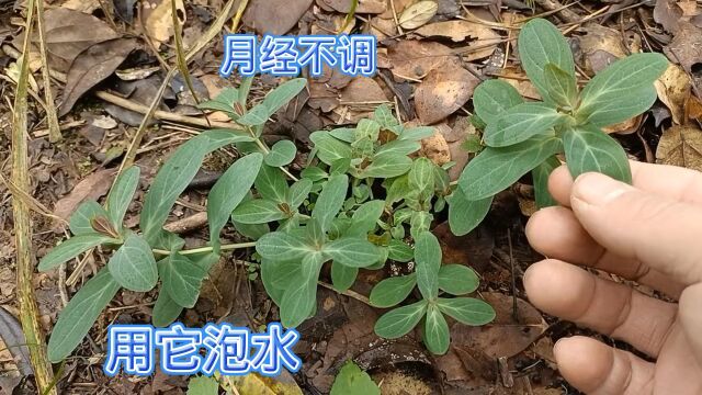 农村常见的一种野草俗称“对月草”,它是女性同胞们的福音,遇见请珍惜!