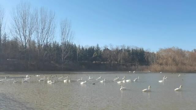 今日三门峡市天鹅湖天鹅成群结队