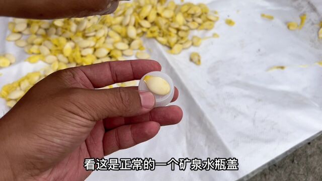 雪白大片三瑞好杰1号,高产高收益