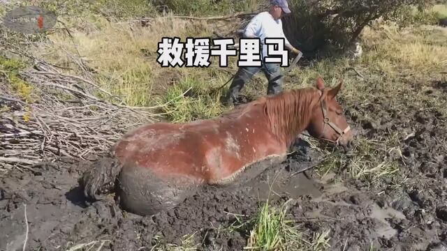 千里马陷入了泥潭,常威紧急救援,康复后的千里马真的好漂亮