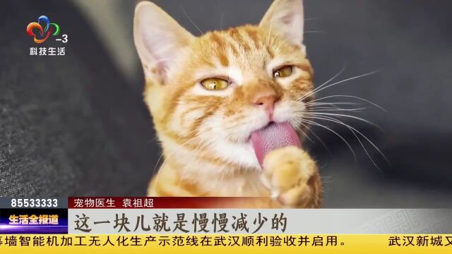 猫咪舌头上的奥秘 舔毛进食都靠它