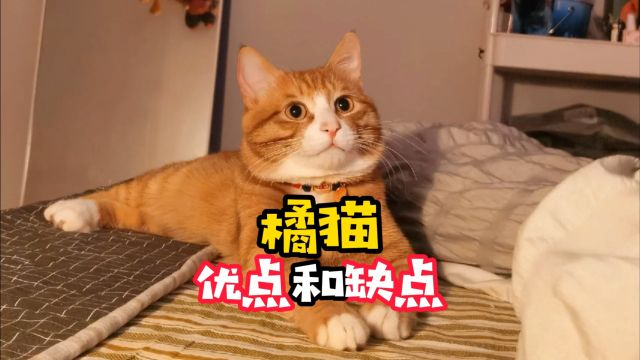 橘猫有哪些优缺点?铲屎官一定要知道!