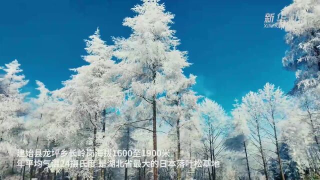 湖北建始:长岭岗雪松美如画