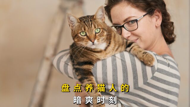 盘点养猫人的暗爽时刻,你经历过几个呢?